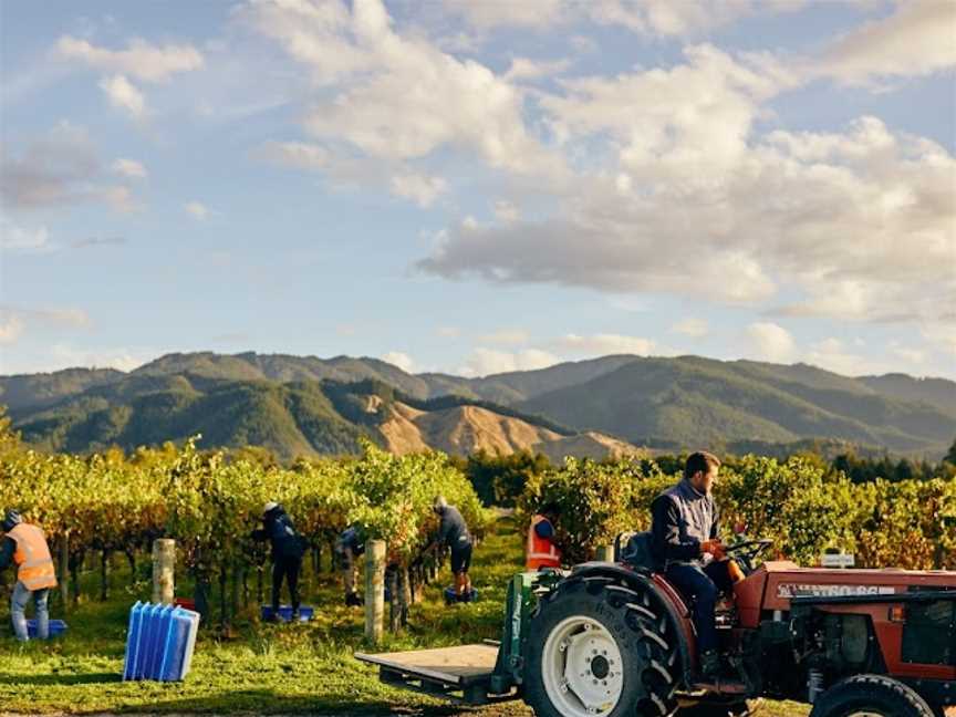 Bubbly Grape Wine Tours, Taylor Pass, New Zealand