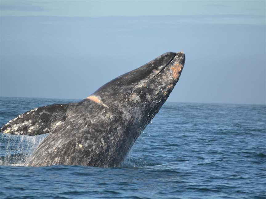 Chas'n Tail Charters, Waiheke Island, New Zealand