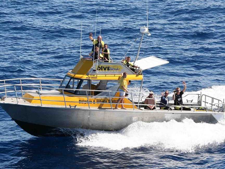 Diveworks Charters: Dolphin and Seal Encounters, Whakatane, New Zealand