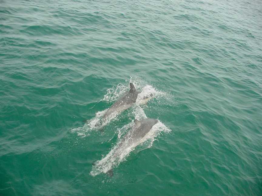 Dolphin Blue Tauranga, Tauranga, New Zealand