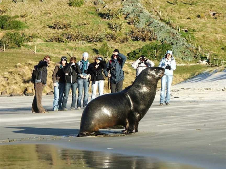 Elm Wildlife Tours, Dunedin, New Zealand