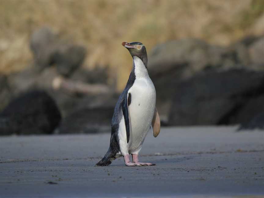 Elm Wildlife Tours, Dunedin, New Zealand