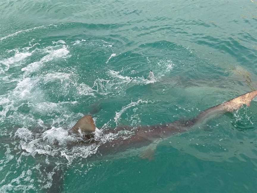 Fishing Waiheke - Day Tours, Waiheke Island, New Zealand