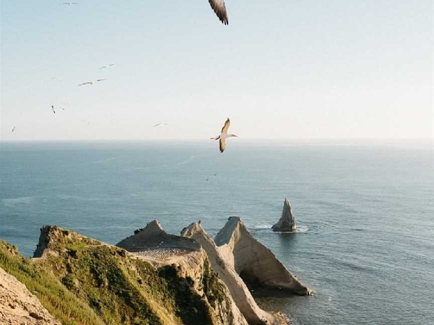 Gannet Safaris Overland, Te Awanga, New Zealand