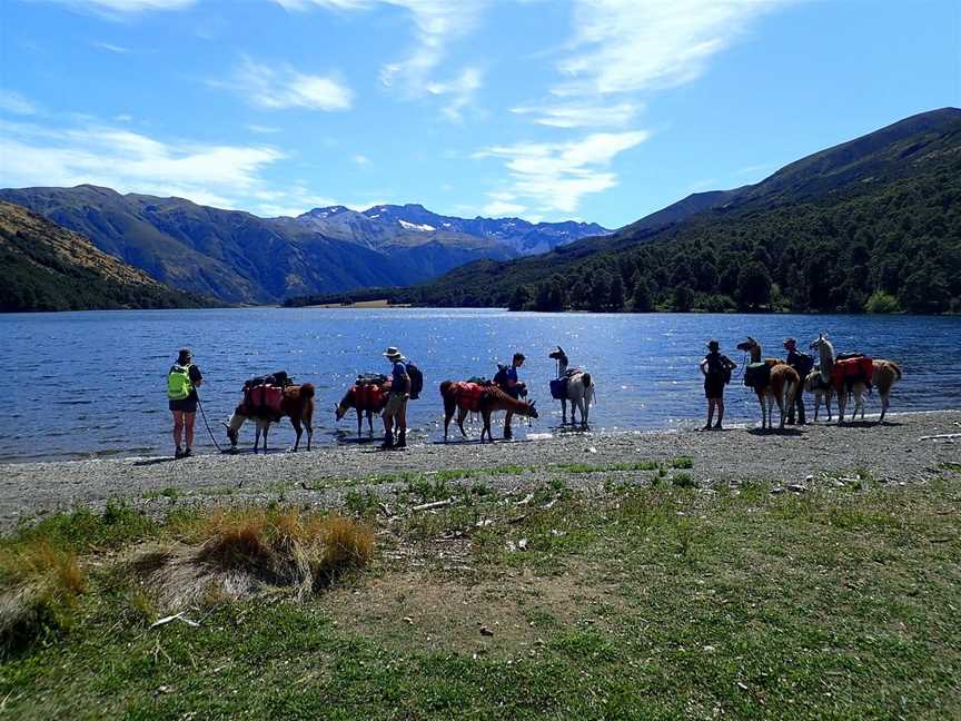 Hanmer Llamas, Hanmer Springs, New Zealand