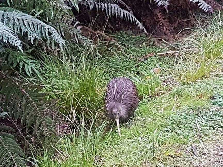 Hokitika Scenic Tours, Hokitika, New Zealand