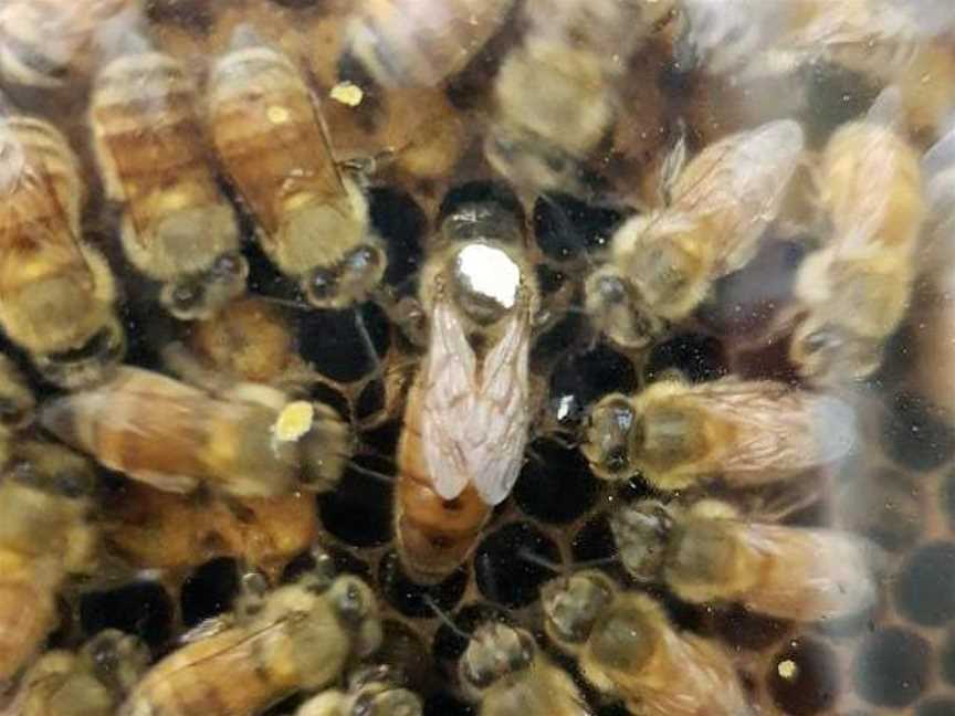 Honeybee World, Rakaia, New Zealand