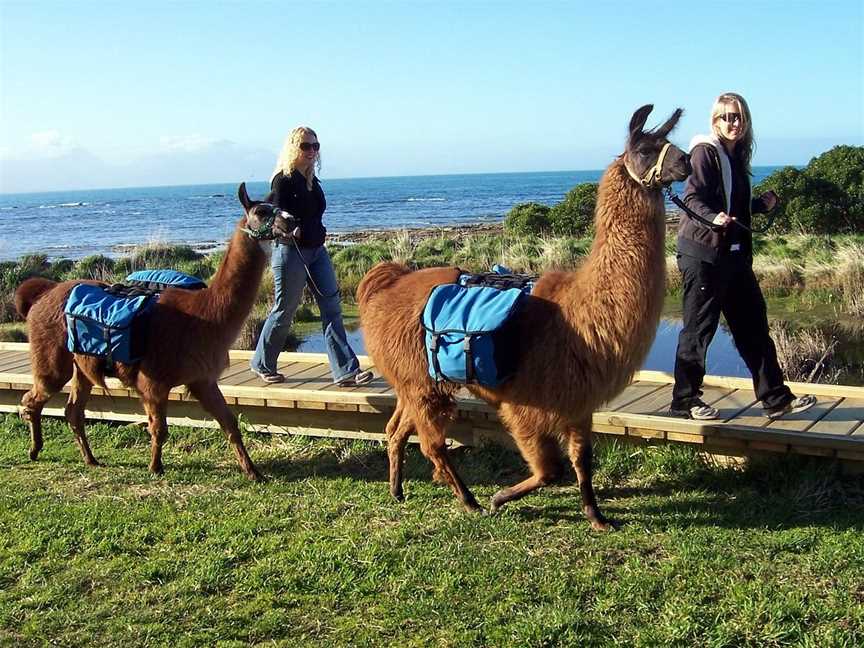 Kaikoura Llama Trekking, Kaikoura, New Zealand