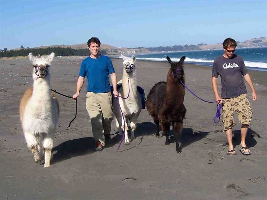 Kaikoura Llama Trekking, Kaikoura, New Zealand