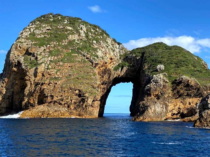 Perfect Day Ocean Cruise, Tutukaka, New Zealand