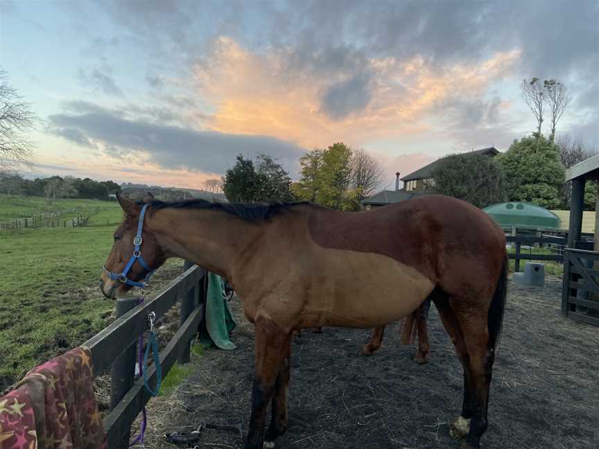 Silver Fern Riding Stables, Waiuku, New Zealand