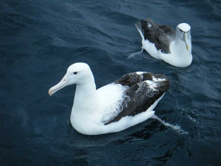 Tequila Fishing and Bird Watching Charters, Oban, New Zealand