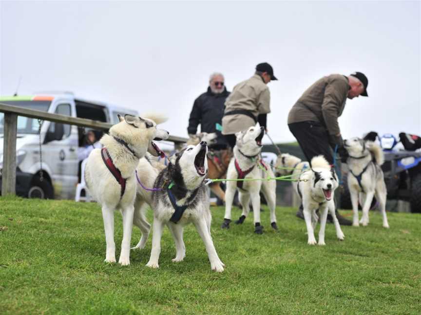 Timberline Racing Siberian Huskies, Taupo, New Zealand