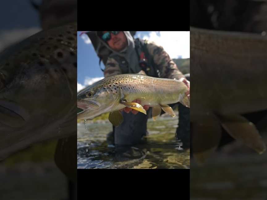 Trout Hunting NZ, Hilltop, New Zealand