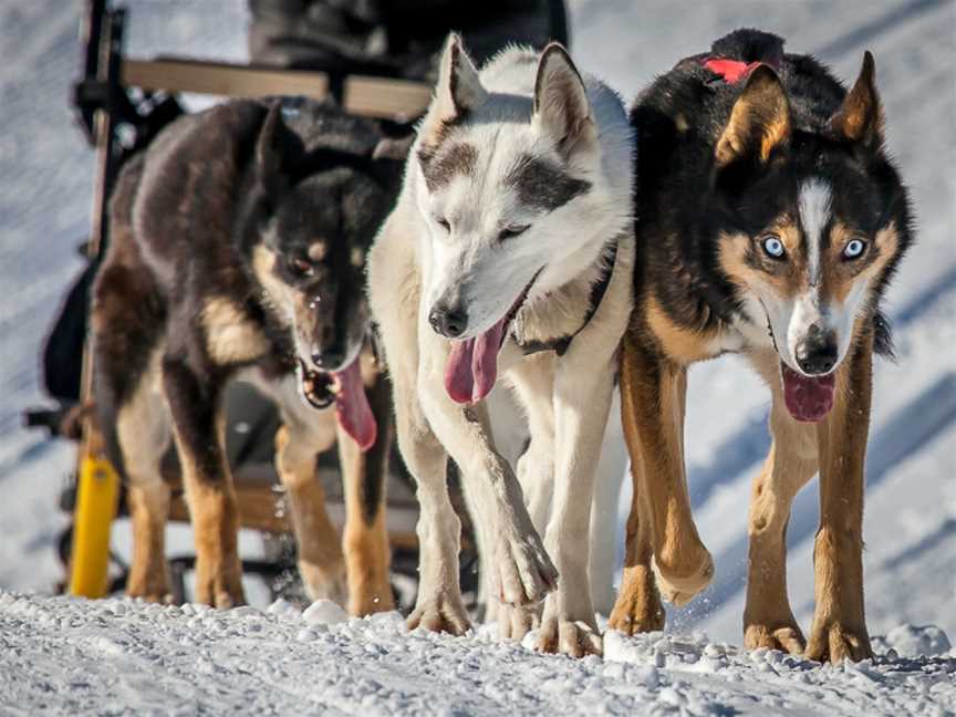 UnderDog Sled Dog Tours, Cardrona, New Zealand