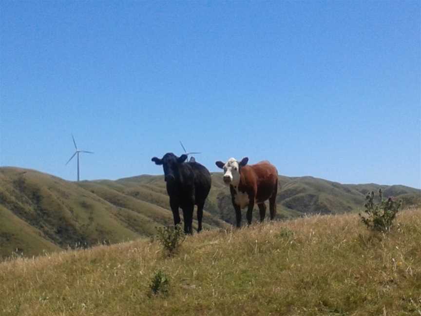 Tussock Ridge Farm Tours, Wellington, New Zealand