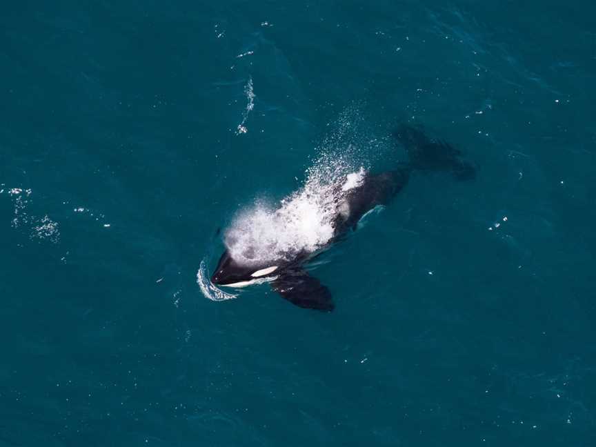 Wings Over Whales, Kaikoura, New Zealand