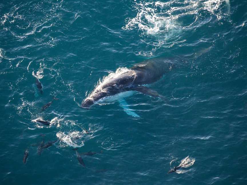 Wings Over Whales, Kaikoura, New Zealand