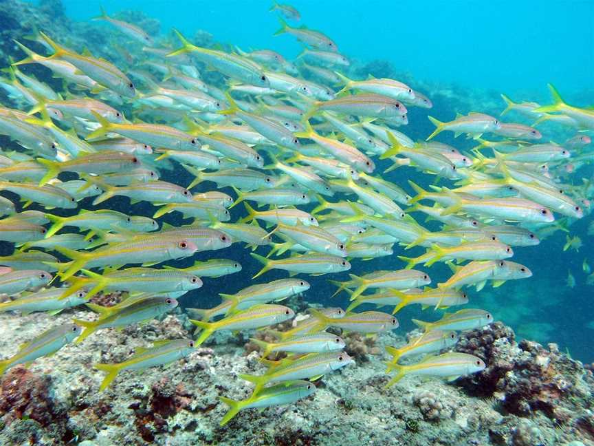 Ocean Groove Cruises, Auckland Central, New Zealand