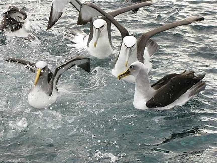 Stewart Island Experience, Bluff, New Zealand