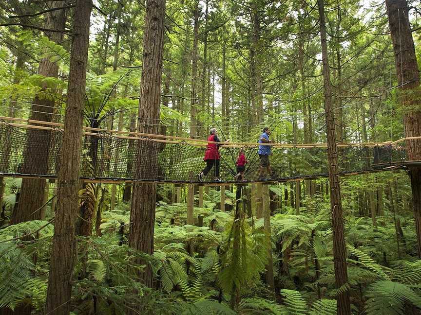 Redwoods Treewalk, Rotorua, New Zealand