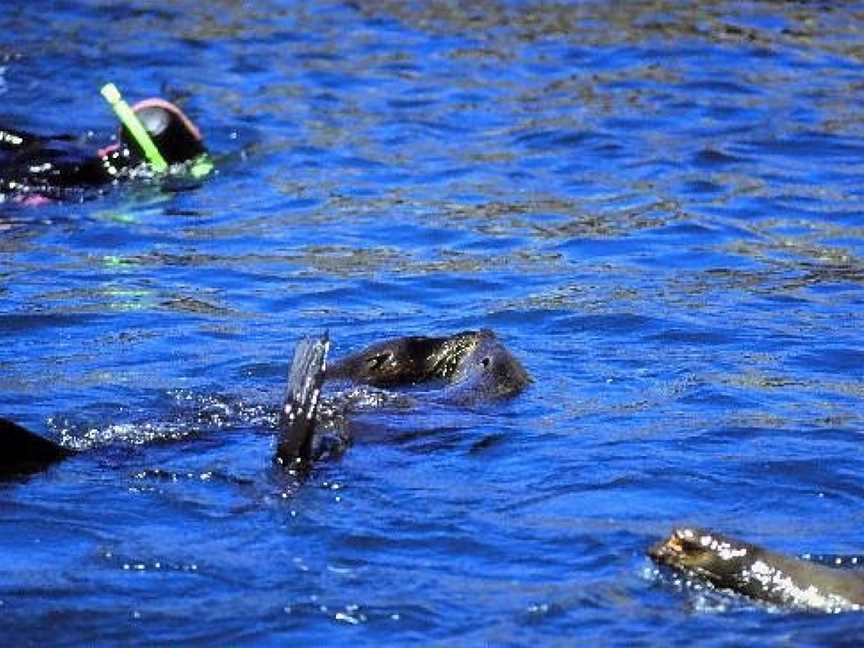 Seal Swim Kaikoura, Kaikoura, New Zealand