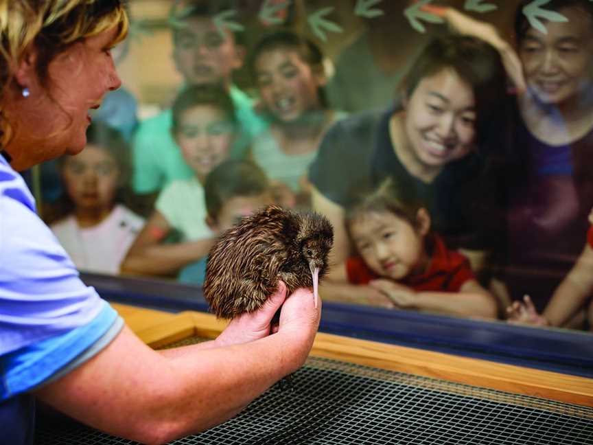 The National Kiwi Hatchery Aotearoa, Rotorua, New Zealand