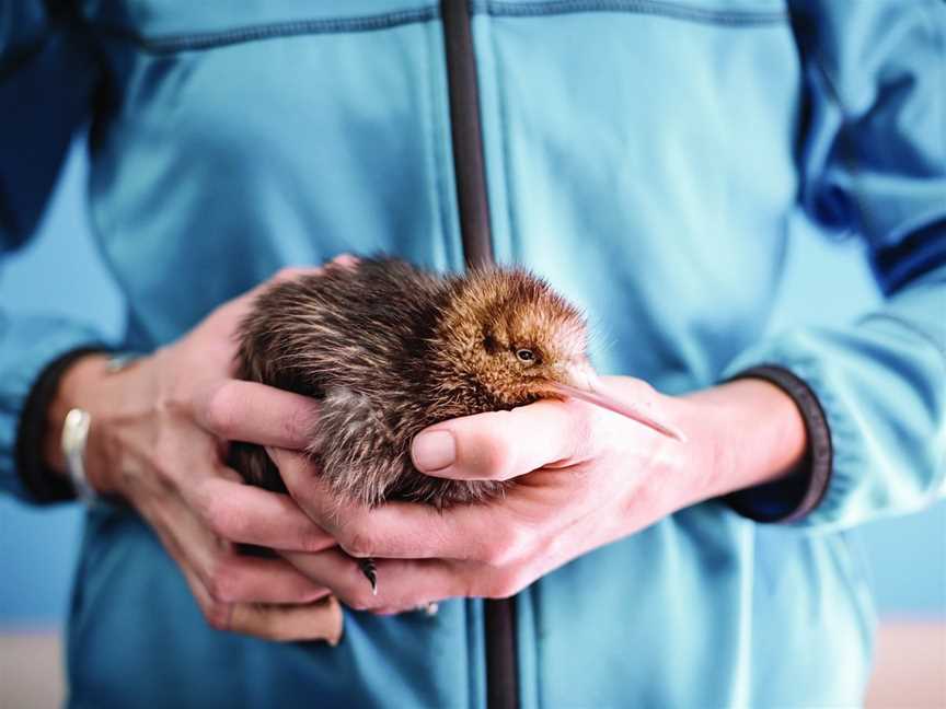 The National Kiwi Hatchery Aotearoa, Rotorua, New Zealand