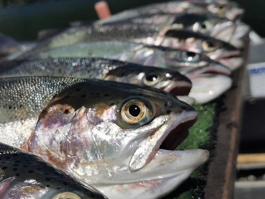 Whiskery Mike's Turangi Trout Connection, Turangi, New Zealand