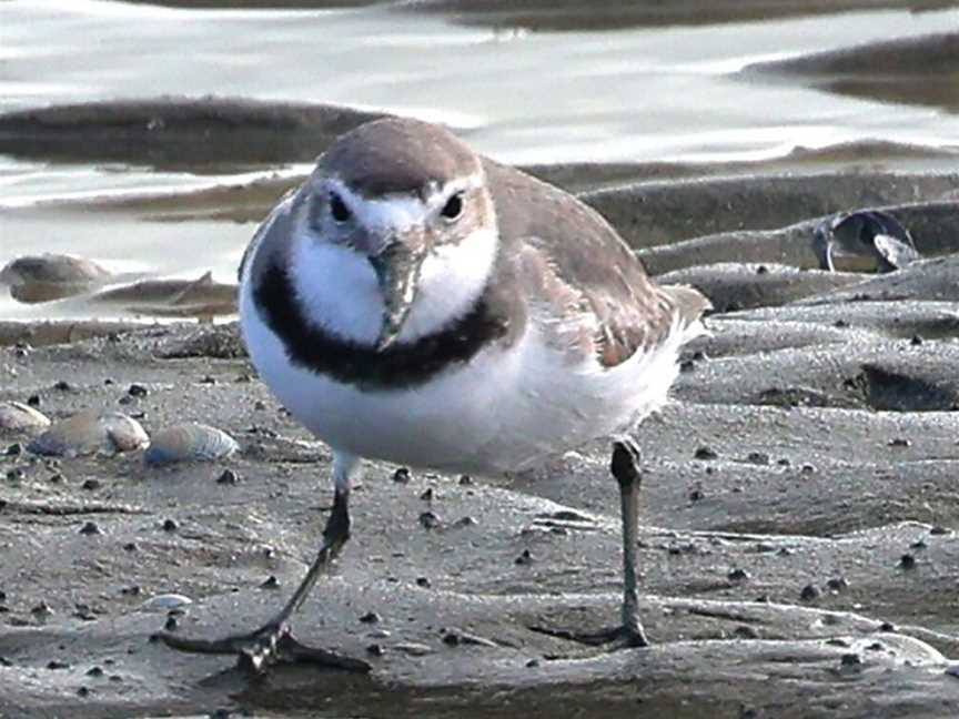 Wrybill Birding Tours, NZ - Day Tours, Napier, New Zealand