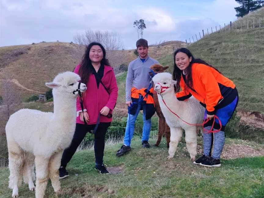 Walking with Alpacas (bookings essential), Paraparaumu, New Zealand