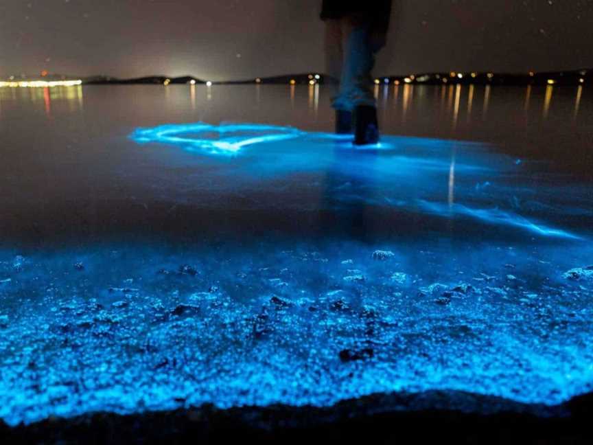 Auckland Bioluminescence Kayak Tour, Tours in Auckland