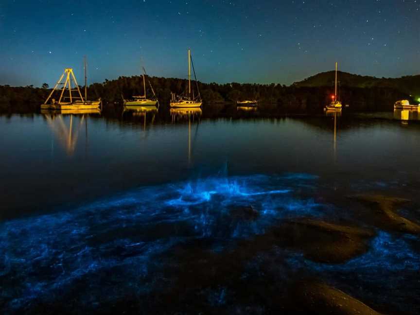 Auckland Bioluminescence Kayak Tour, Tours in Auckland