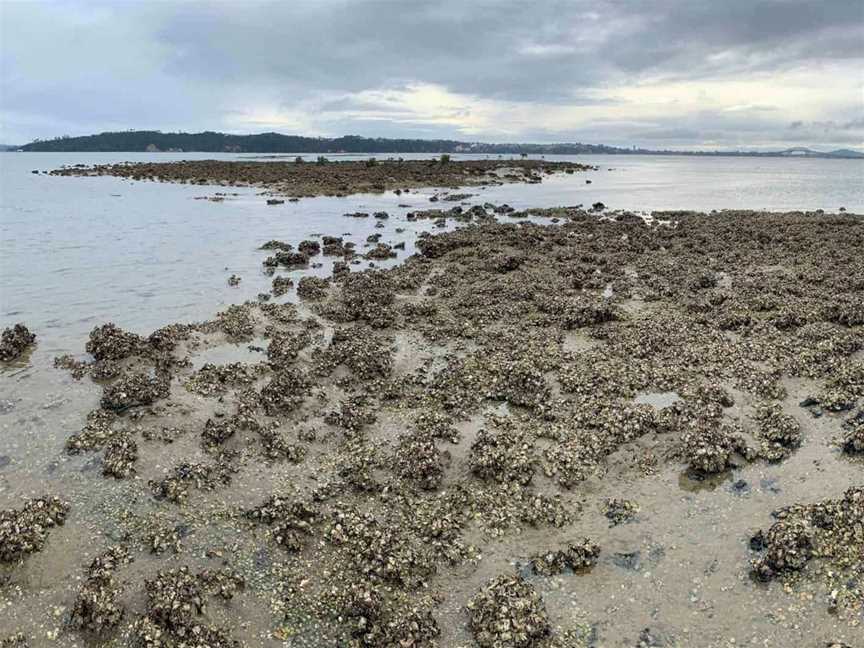 Meola Reef, Tours in Western Springs