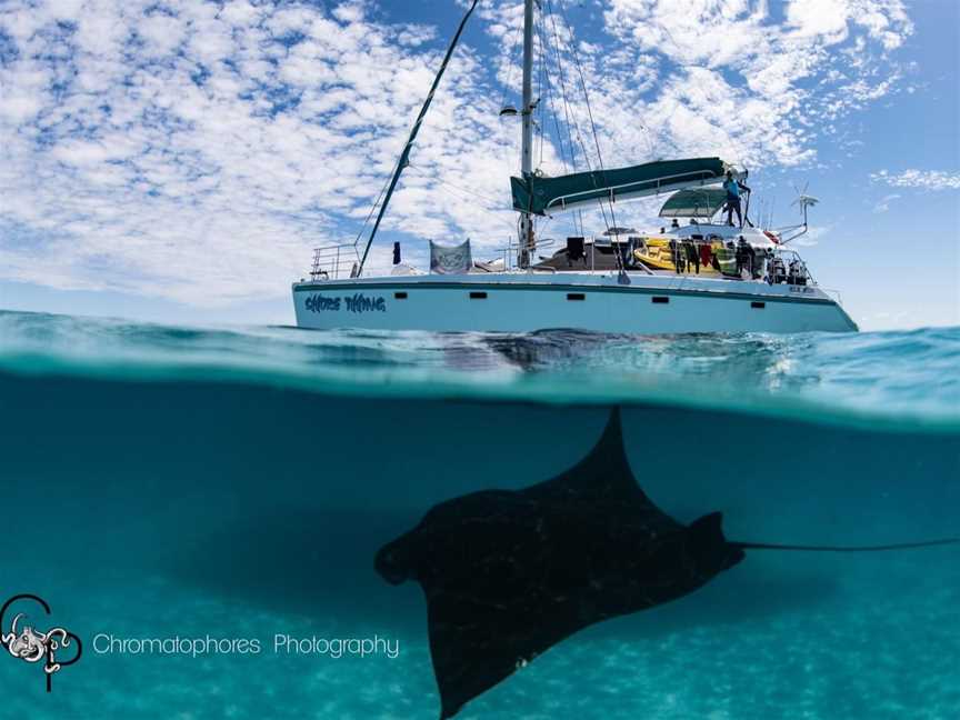 Shore Thing with a Manta Ray