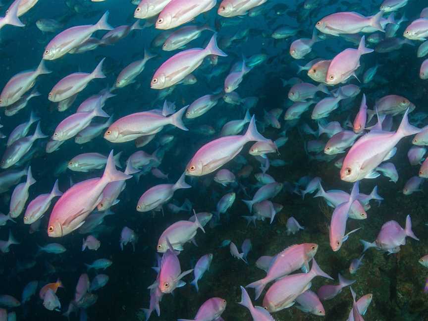 Pink Mao Mao at the Poor Knights Islands