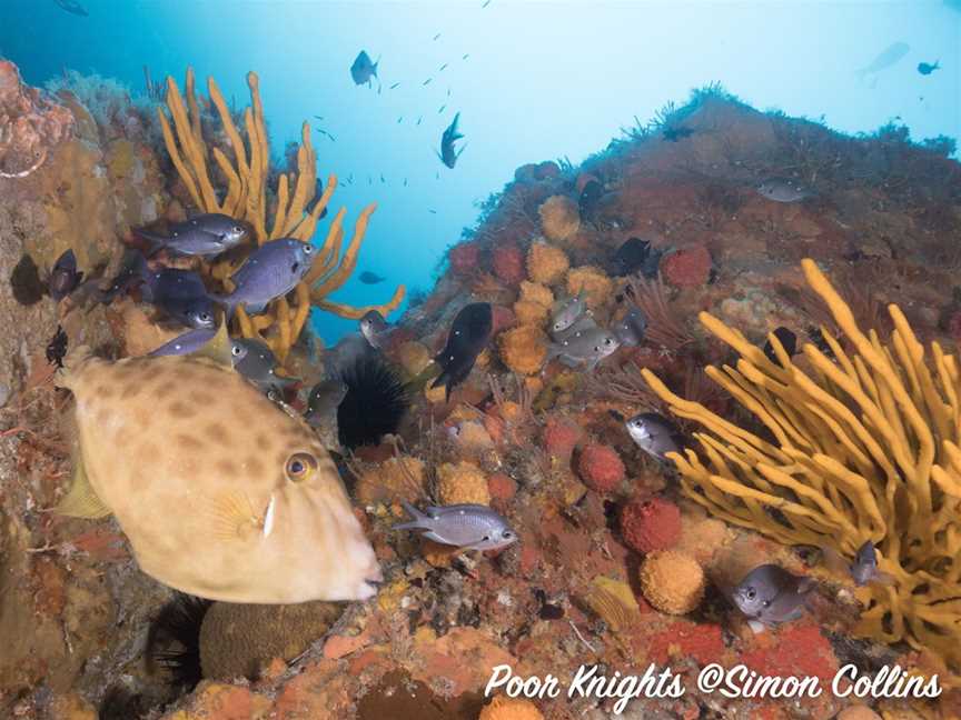 Leatherjackets are a common species at the Poor Knights Islands