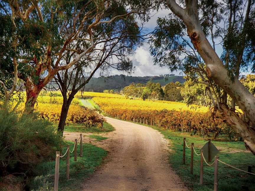 DogRidge Winery - McLaren Vale