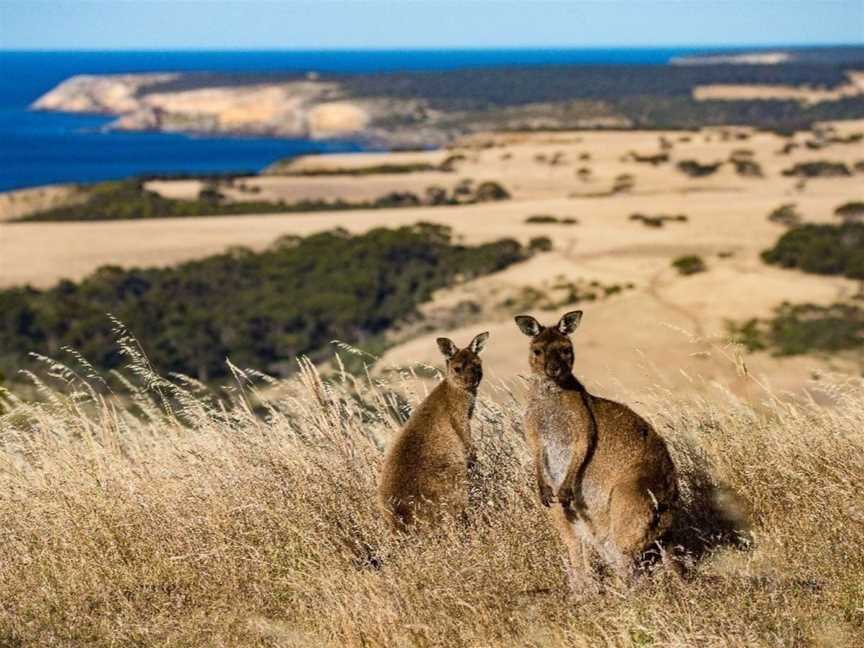 Norwegian Cruise Line | Melbourne to Auckland, Tours in Port Melbourne