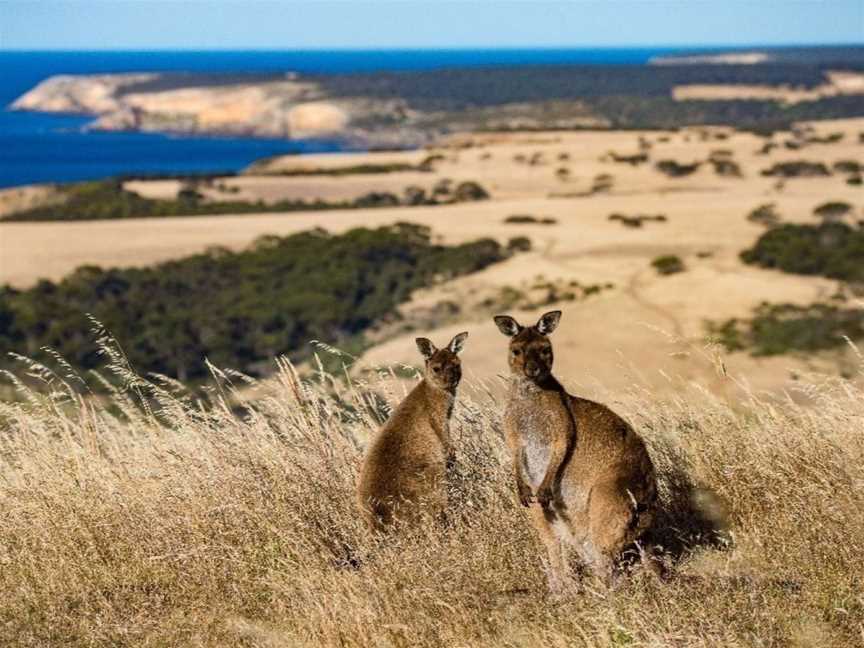 P&O Cruises | Melbourne to Auckland, Tours in Port Melbourne