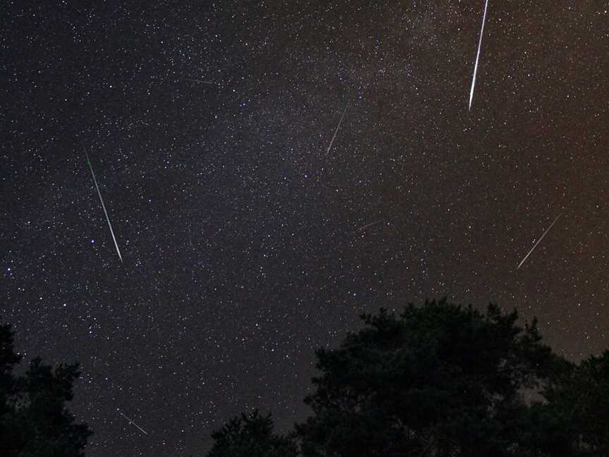 Nocturnal Wonders: Tawharanui Kiwi Spotting and Stargazing Tour, Tours in Tawharanui