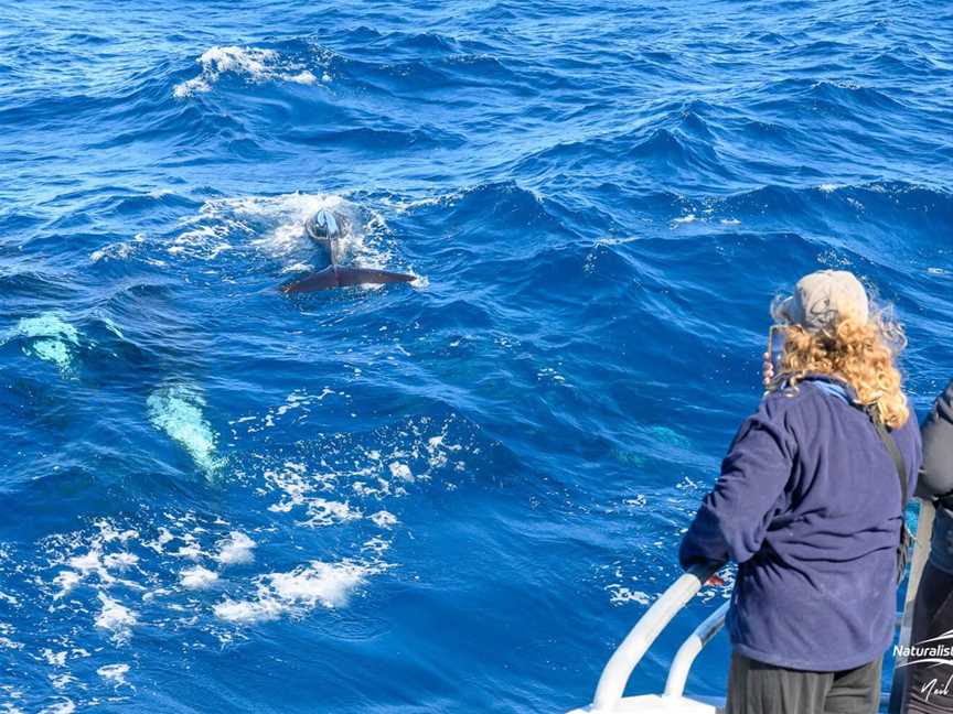 Passengers capturing images of the killer whales