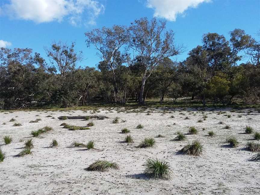 Thomsons Lakesurroundingbush&forestno7