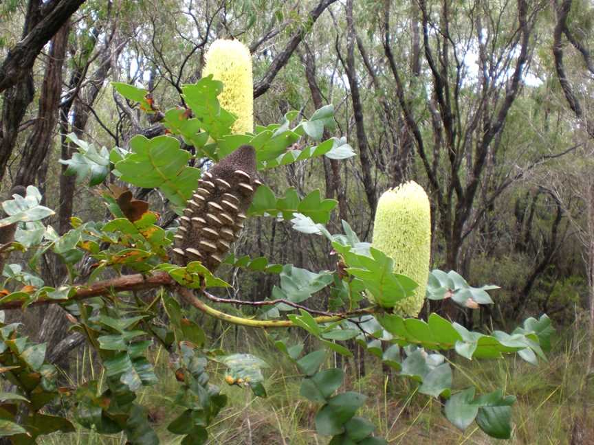 Banksia Torndirrup