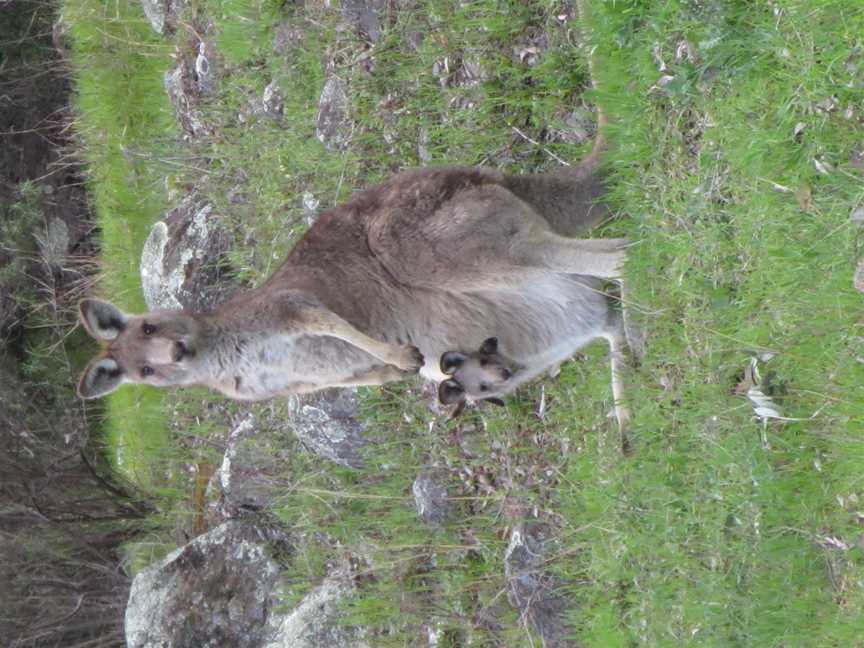 Babykangarooinpouch