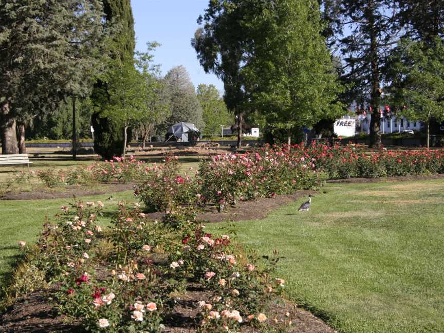 Aboriginal Embassy, Old Parliament House, roses and bird.jpg