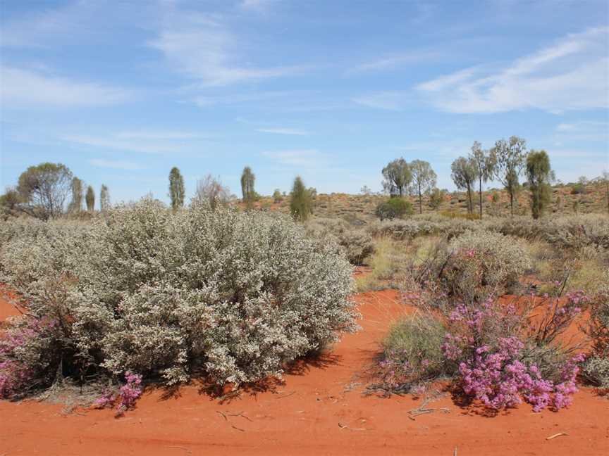 Springtimeinthe Desertpanoramio