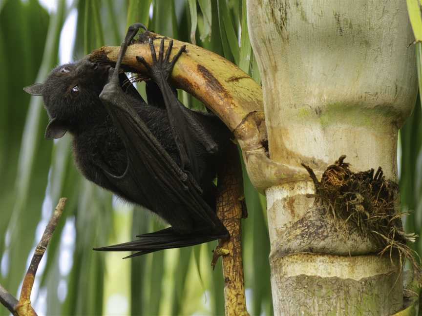 Black Flying Foxeatingpalmtree