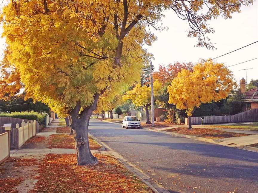 Golden ash trees on Langibanool avenue Hamlyn Heights, Victoria, Australia