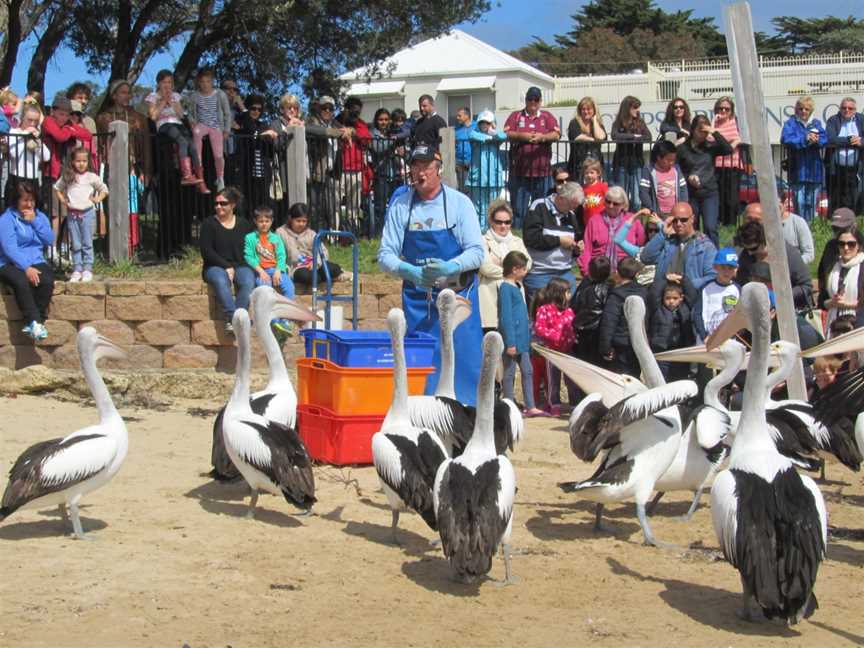 Feedingpelicans San Remo